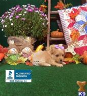 maltipoo puppy posted by Rhonda Wallace